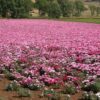 Godetia - Dwarf Single Mix - Image 5