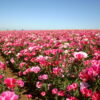 Godetia - Dwarf Single Mix - Image 3