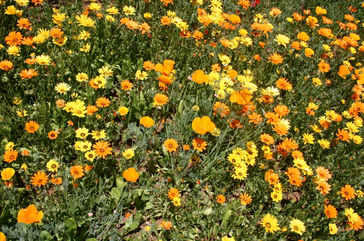 Orange Wildflower Seed Mix
