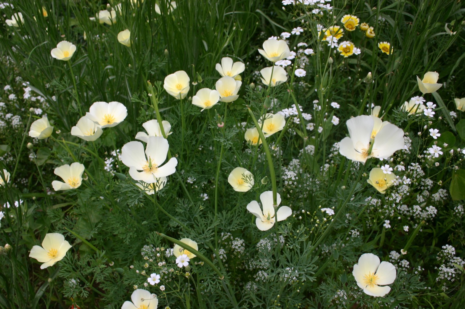 Silver Falls Seed Company - White Wildflower Mix