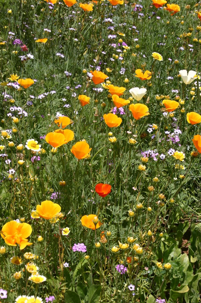 Silver Falls Seed Company - Orange Wildflower Mix