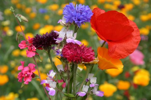 Silver Falls Seed Company - Orange Wildflower Mix