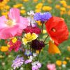 Early Bird Wildflower Mix