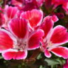 Godetia - Dwarf Single Mix - Image 6