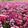 Godetia - Dwarf Single Mix - Image 13