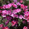 Godetia - Dwarf Single Mix - Image 12