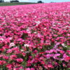 Godetia - Dwarf Single Mix - Image 7
