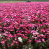Godetia - Dwarf Single Mix - Image 8