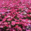 Godetia - Dwarf Single Mix - Image 2