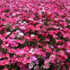 Godetia - Dwarf Single Mix - Image 9