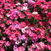 Godetia - Dwarf Single Mix - Image 19