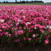 Godetia - Dwarf Single Mix - Image 10