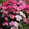 Godetia - Dwarf Single Mix - Image 11