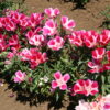 Godetia - Dwarf Single Mix - Image 4