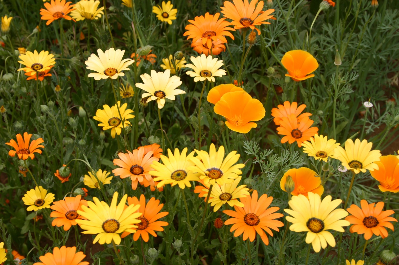 Orange Wildflower Seed Mix