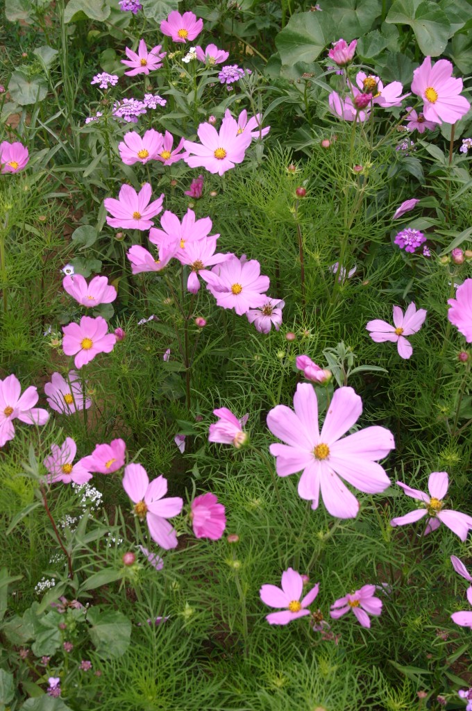 Pink Wildflower Seed Mix