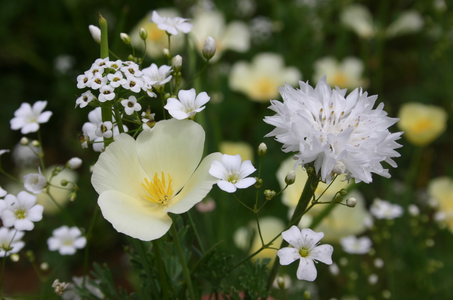 Silver Falls Seed Company - White Wildflower Mix