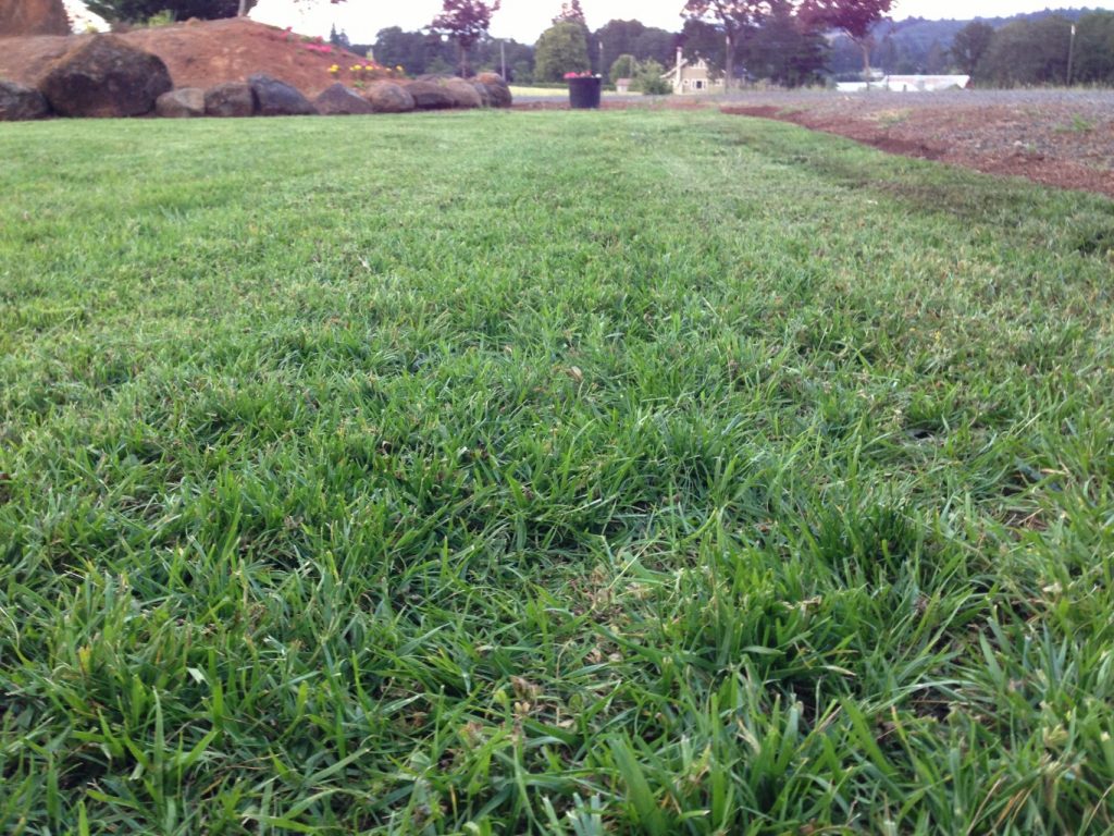 Silver Falls Seed Company Cascade Freeway Turf Blend