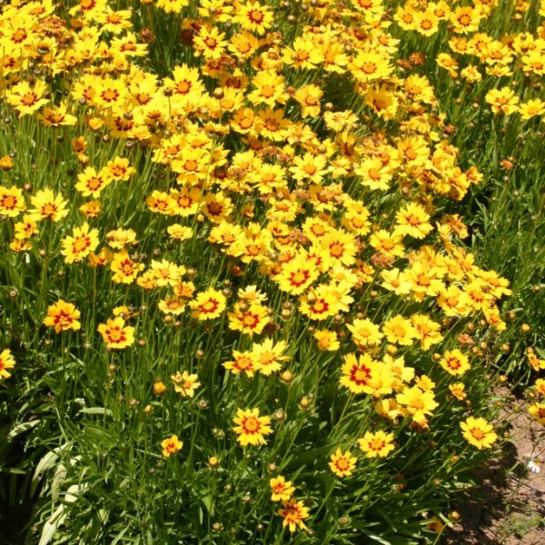 Silver Falls Seed Company - Coreopsis - Lance Leaved Dwarf