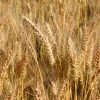 Wheat