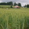 Wheat