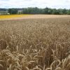 Wheat