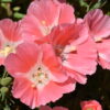 Godetia - Peach