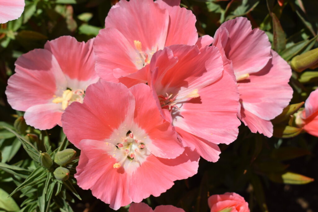 Silver Falls Seed Company Godetia Peach