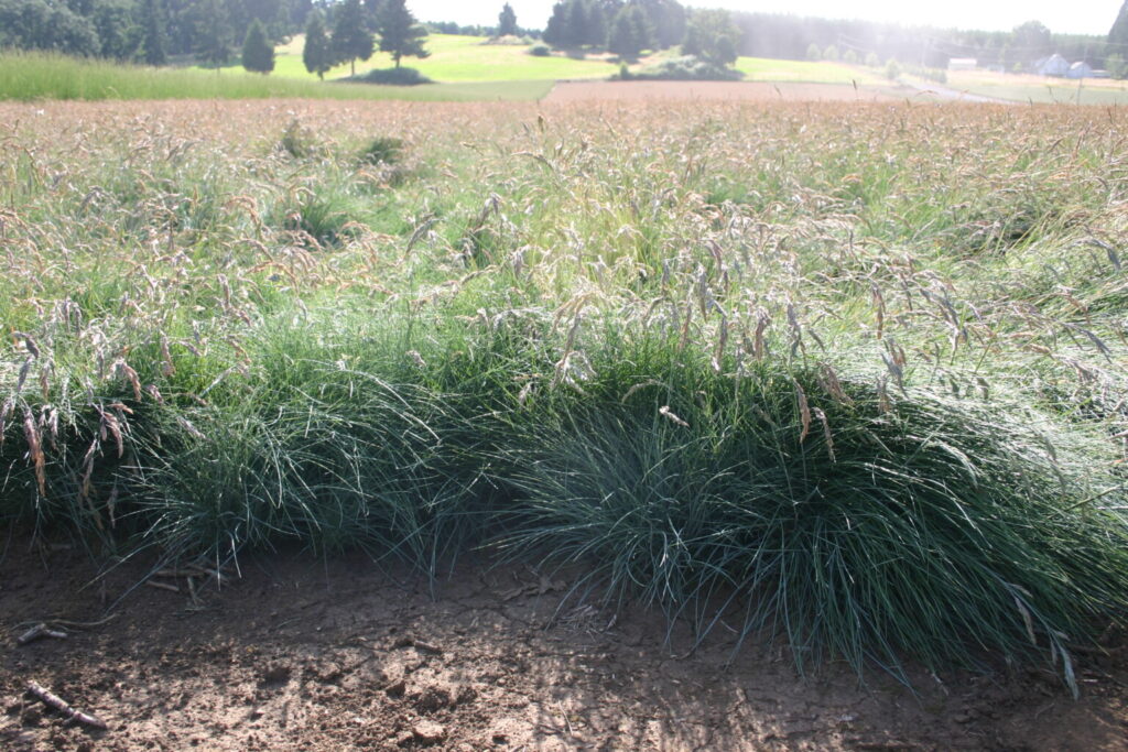 Silver Falls Seed Company Fescue Sand