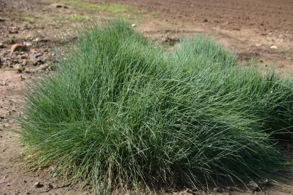 Silver Falls Seed Company Fescue Sand