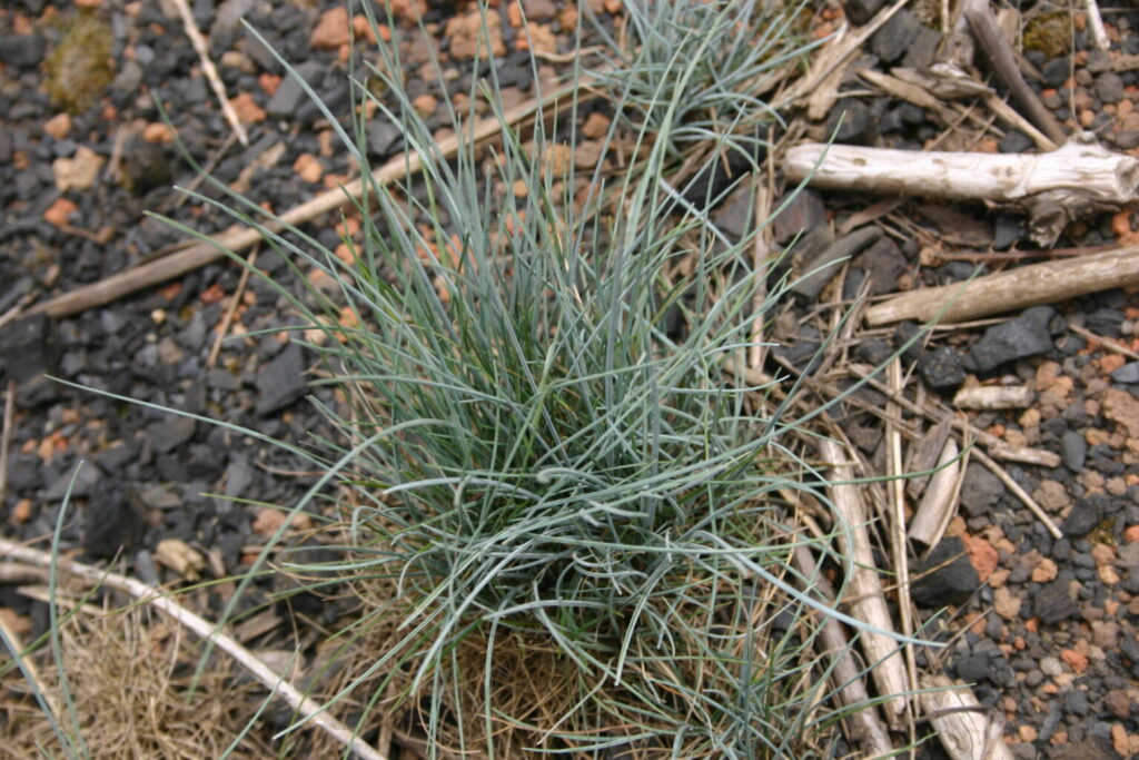 Silver Falls Seed Company Fescue Sand