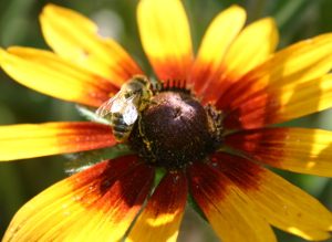 Pollinator Species
