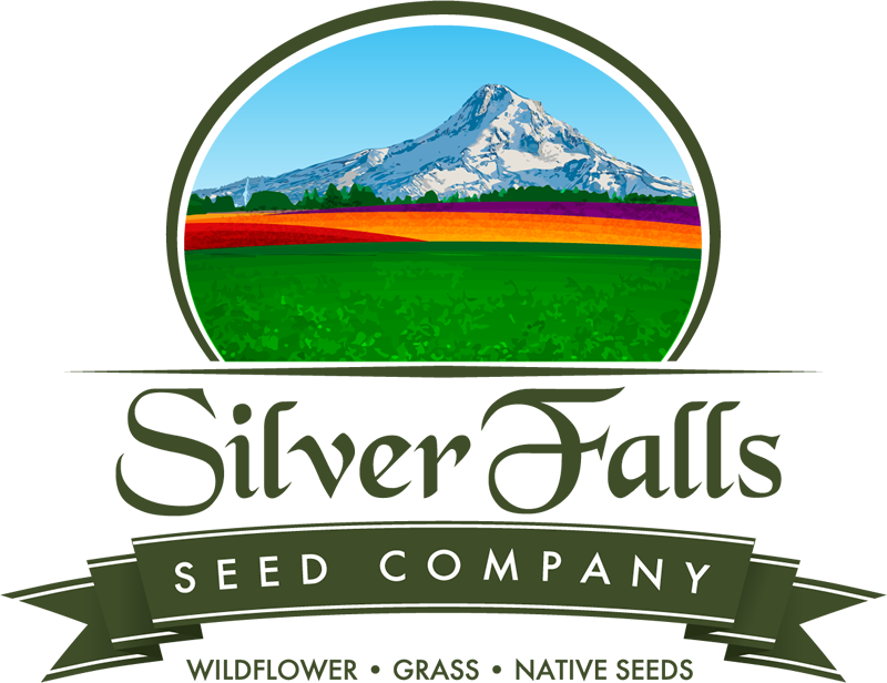 Silver Falls Seed Company - Baby Blue Eyes