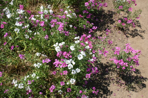 Clarkia Pink Fairies - Image 3