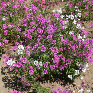 Clarkia Pink Fairies