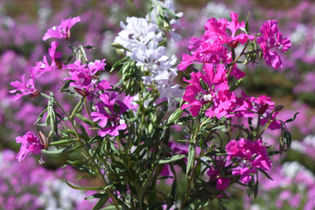 Silver Falls Seed Company Clarkia - Deerhorn Clarkia Valley 2024 17 1024x683
