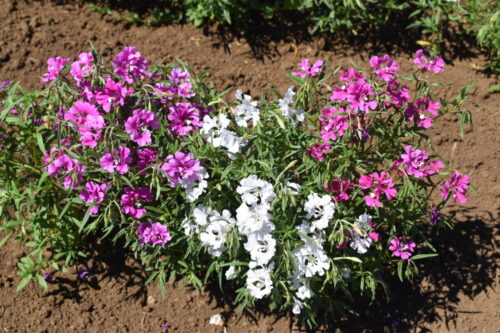 Clarkia Pink Fairies - Image 13